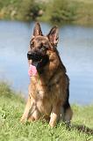 BERGER ALLEMAND 703
